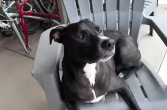 Lost Black Pit-Lab Mix on Hwy 176, TX