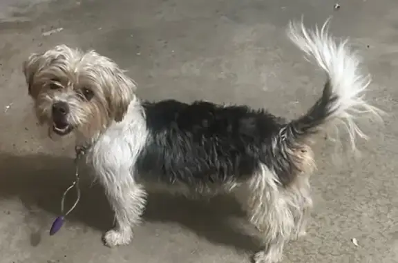 Found: Small Tri-Color Dog in...