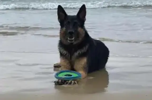 Missing dog , photo: Lost Friendly Black & Tan Dog in Redland