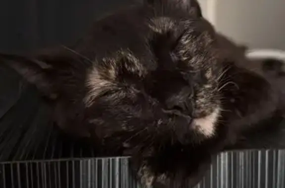 Missing cat Singapore, photo: Lost Cat: Black/Brown, White Eye/Chin