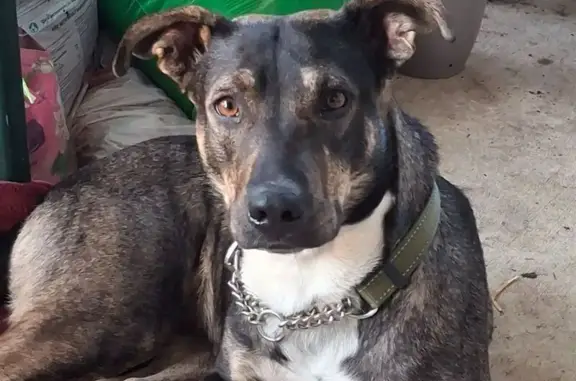 Found: Dark Brown & White Dog...