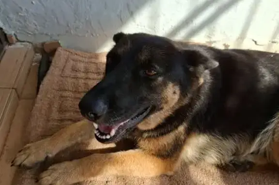 Friendly Puppy Found in Margat...