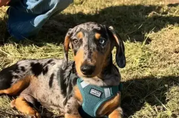 Chien perdu avec harnais noir à Lunel - photo