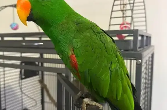 Lost Green Eclectus Bird in The Hills