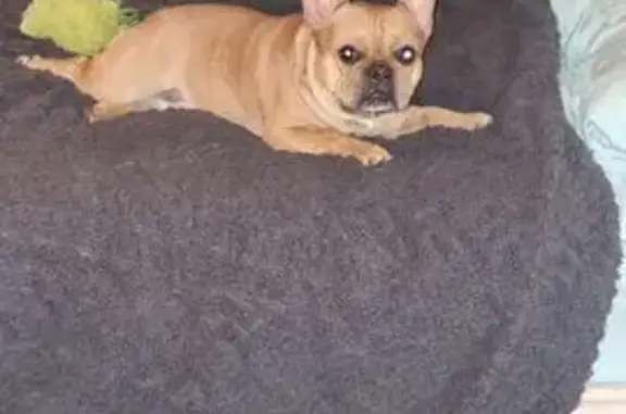 Lost Dog Alert: Tan Coat in Seaford