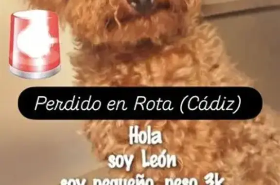 Perro Perdido: Pequeño y Rizado en Rota