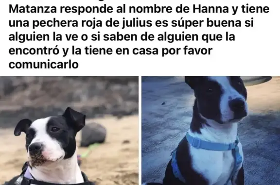 Perros perdidos, , foto: Perra blanca y negra perdida en Gran Canaria