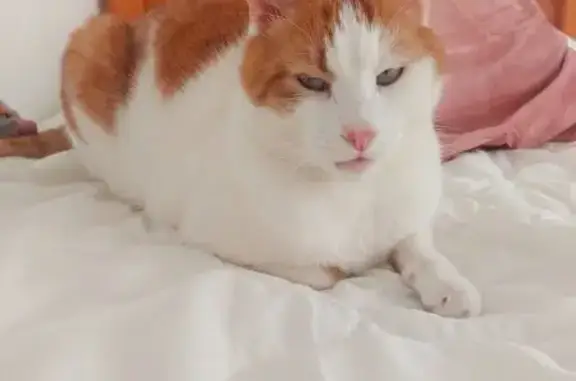 Gato Perdido: Naranja y Blanco en Maó