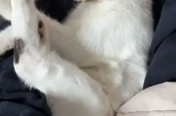 Chat blanc perdu à Vire, contactez-moi ! - photo