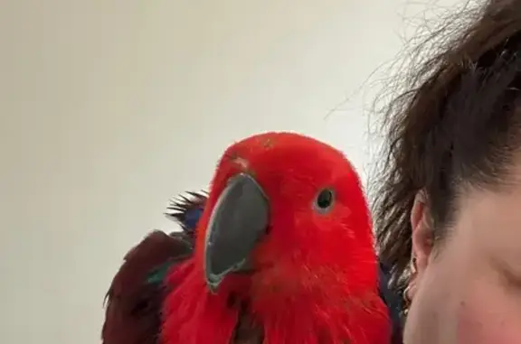 Lost pets , photo: Missing Red & Blue Eclectus Parrot