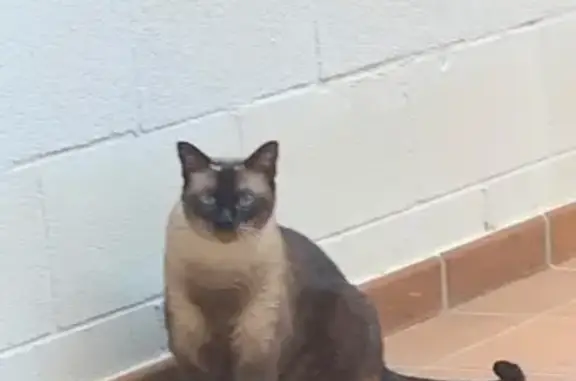 ¡Se busca! Gato Siamés perdido en Blanes