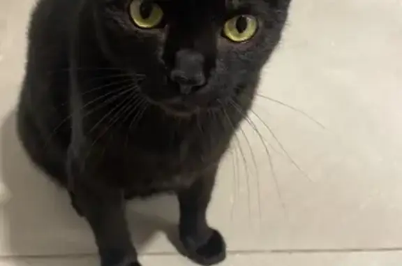 Gato Perdido en Málaga: Sociable y Curioso
