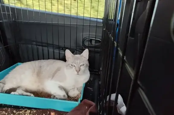 Chat perdu, crème et gris, Ézanville - photo