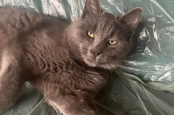 Знайдено котика на Келецькій,...