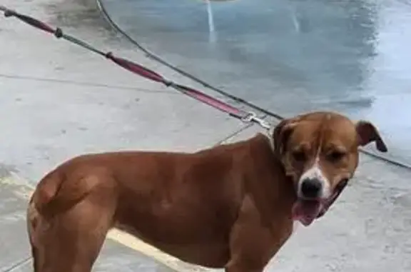 Lost Dog: Red with White Stripes in LA
