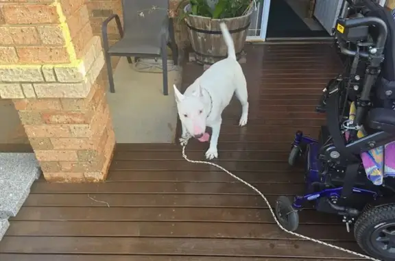 Found dog Swan, photo: Found: Friendly Dog in Bourke View