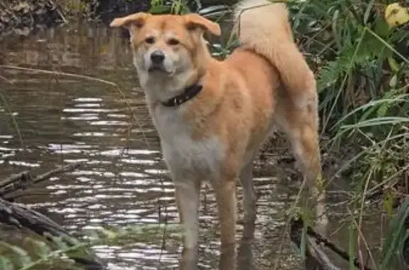 Chien Akita beige/blanc perdu à Floirac - photo