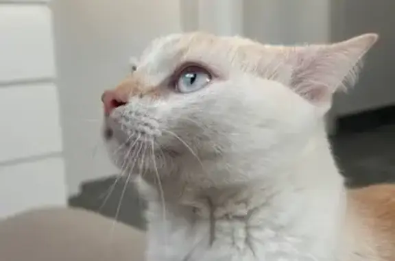 ¡Gato Perdido! Blanquito con Rayas Naranjas