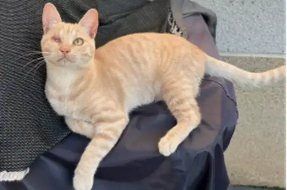 Gata Perdida: Pira, Pelaje Naranja, Valls