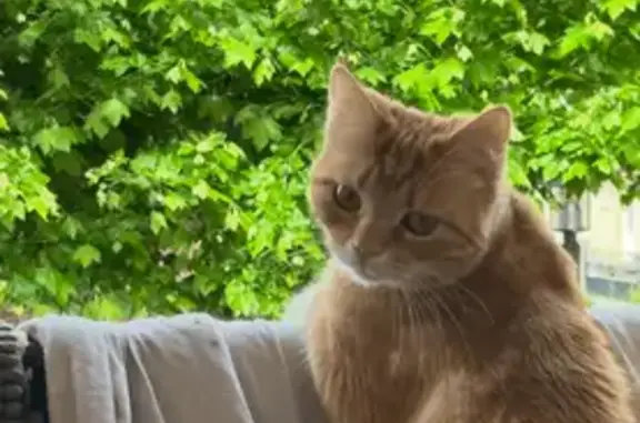 Chat perdu, Auzeville-Tolosane, photo: Petite chatte stérilisée perdue à Auzeville