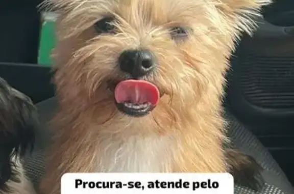 Ele é porte pequeno, yorkie dócil, nunca fugiu então não sabe voltar pra casa sozinho. Sumiu por volta as 16h30/17h foi visto na praça do mc donalds da represa a última vez. Meu filho de 5 anos está desesperado, e o primeiro cachorro dele, tem muito apego,
