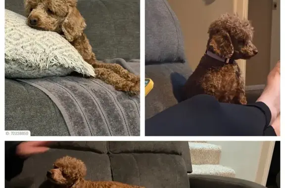 Lost Apricot Dog: Anxious & Friendly