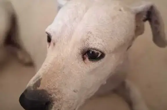 Perro Perdido: Dogo Argentino Blanco, 8 Años