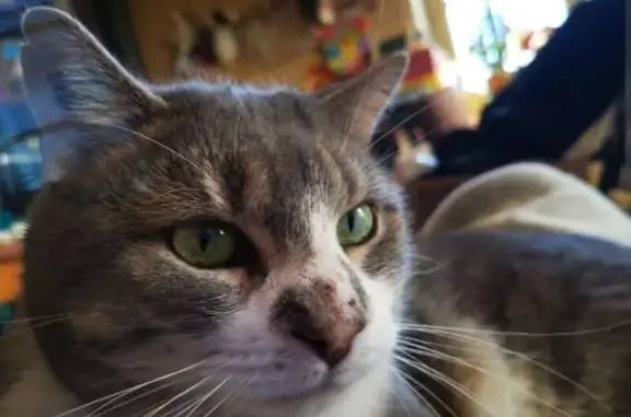 Chat perdu : Gandalf, 7kg, gris/blanc, Bully - photo