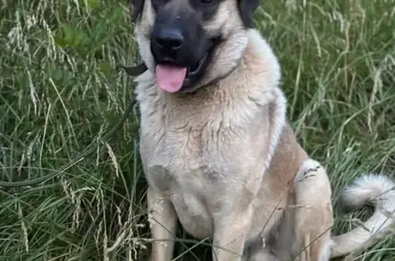 Lost Dog: Huge, Tan & Black, Sawmill Rd SC