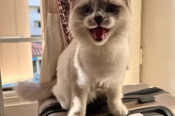 Chat perdu, Niort, photo: Chatte perdue à Niort, docile et pucée