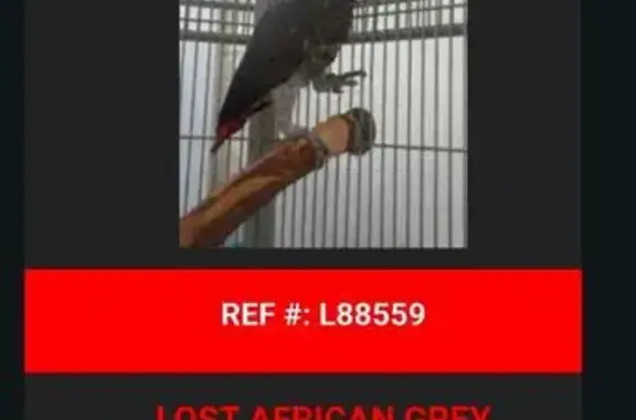 Lost and found pets Miami Gardens, photo: Lost African Grey Parrot, Talks - Miami