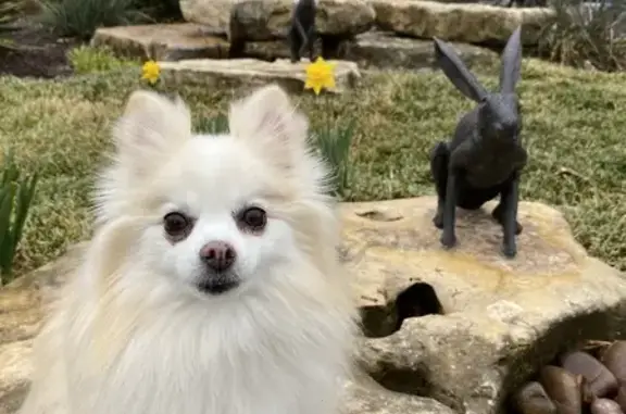 Missing dog Keller, photo: Help Find Mitzy: Missing Pomeranian Alert