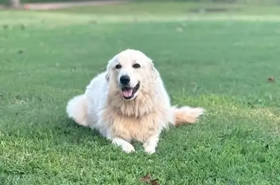Lost Dog: Sweet White Pup, Gray Court