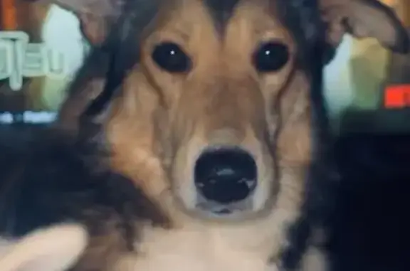 Lost Dog: Brown with White Paws, Truman