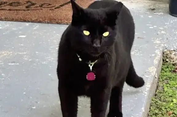 Lost Cat in South Miami - Help Needed!