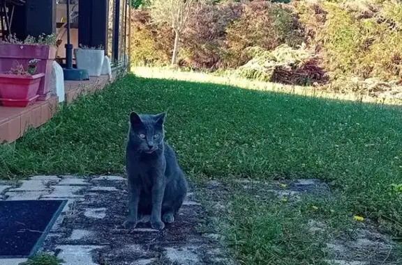 Chat perdu, Moissac, photo: Chat gris chartreux perdu à Moissac