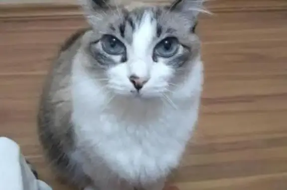 Cinza com branco , olhos grandes azuis( possui uma mancha esbranquiçada no olho direito.) Peludo e gordinho Ele escapou quando fui colocar o lixo na rua( passou pelas minhas pernas e não consegui pega lo.