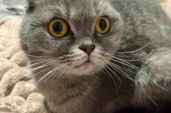 Знайдена домашня кішка на скла...