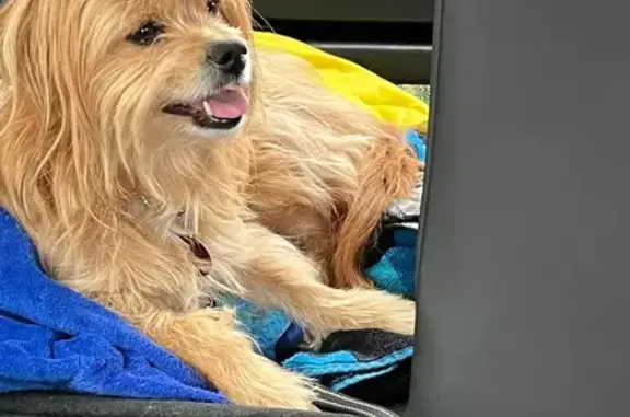 Lost Rescue Dog Lily in Vienna Area