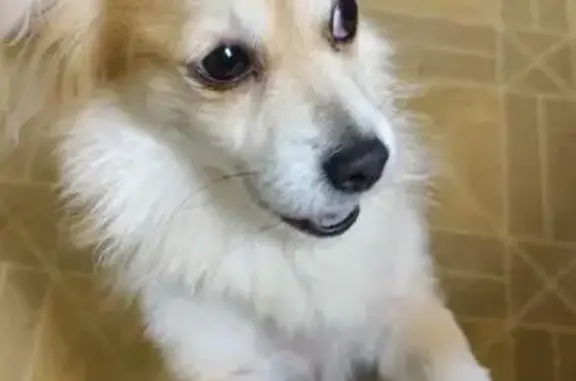 Lost Brown Dog: Ellis Ave, Trenton