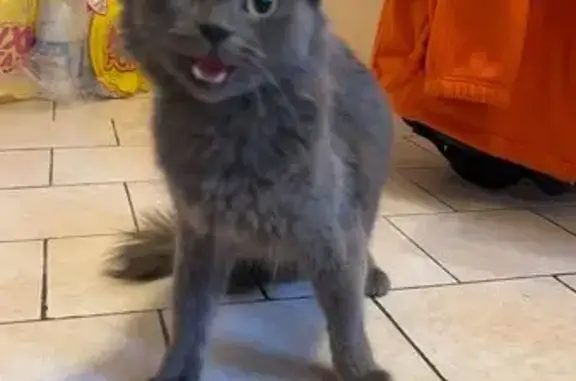 Animaux trouvés Sens, photo: Chatte grise trouvée, non identifiée, Sens