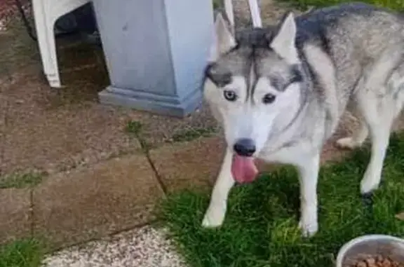 Chien trouvé Tressange, photo: Jeune husky femelle trouvée à Tressange