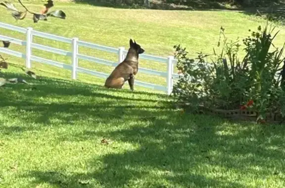 Lost Dog on Thurman Rd: Fetch & Tug Lover