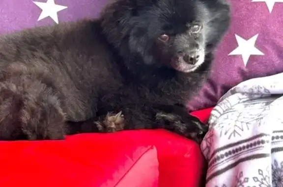 Lost and found pets Missoula, photo: Help Find Sasha: 15-Year-Old Lost Dog