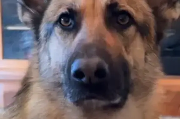 Lost: Sweet Carmel German Shepherd Mix