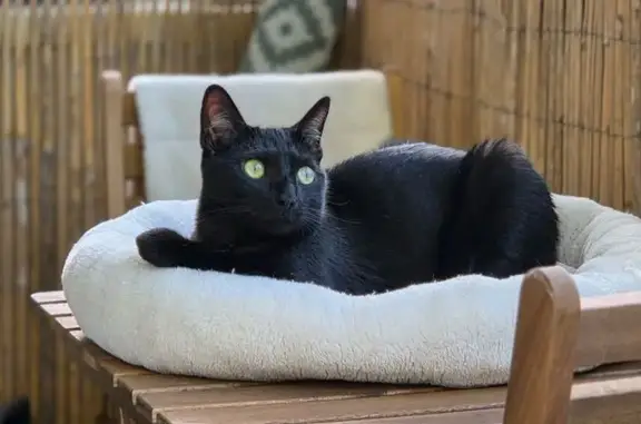 Chatte noire perdue, tâche blanche cou - photo