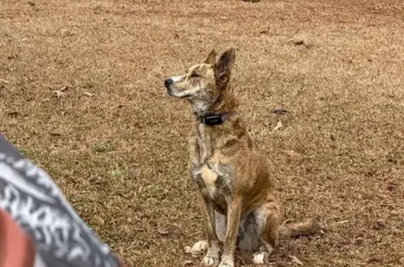 Lost Pit Bull/Husky Mix on Upper River Rd