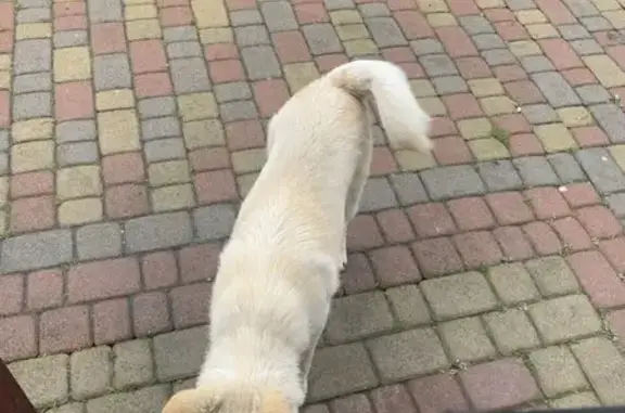 Знайдена собака в Меденичах: ш...