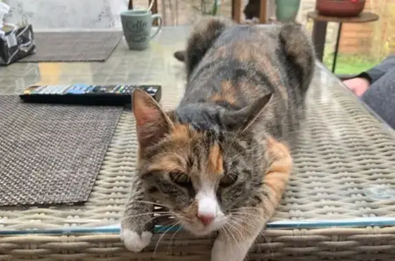 Animaux trouvés , photo: Chatte tricolore sociable trouvée à Diebolsheim