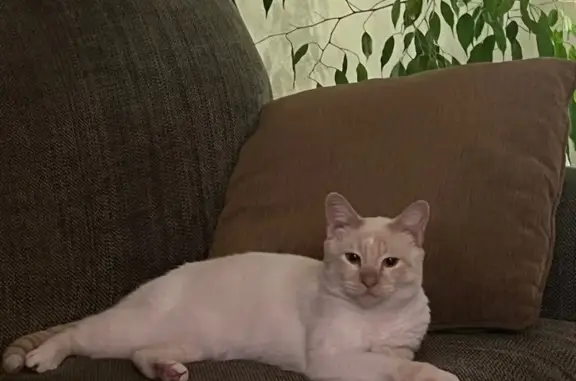 Lost and found pets , photo: Found: Cream/White Female Cat in Modesto